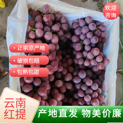新鲜葡萄产地直发当季水果浆果自然甜