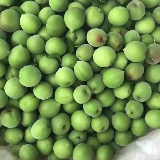 青梅，泡酒梅，市销梅，腌制梅