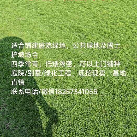绍兴马尼拉草坪，现挖现发，价格实惠，质量保证，产地直发