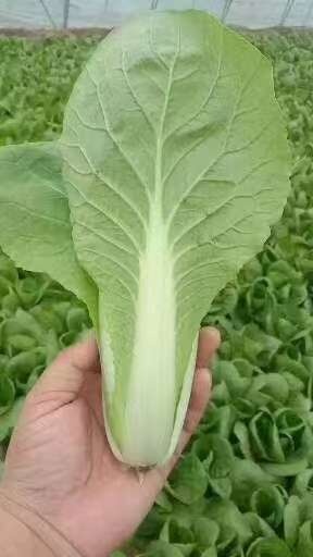 新鲜毛白菜江苏产地直供口感爽嫩现摘现发保质保量