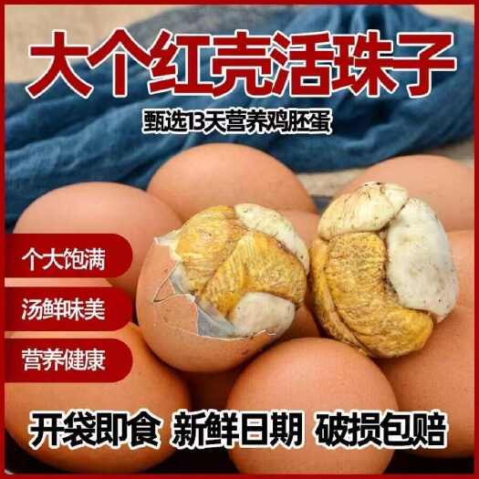 聊城大个红壳活珠子新鲜13天五香味香辣味开袋即食整箱批发