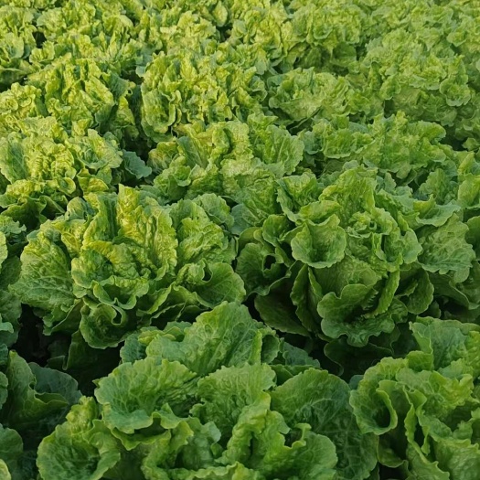 江苏精品意大利生菜水嫩现摘清脆爽口产地直供保质保量