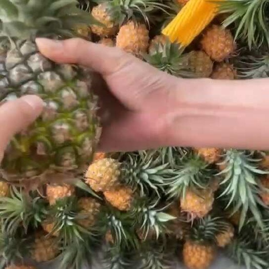 儋州市海南凤梨精品