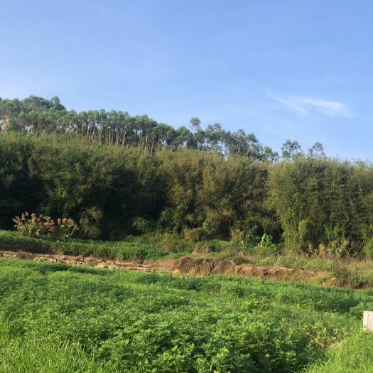 清远广东清远艾叶中药材批发 优质干燥艾草葉发货快