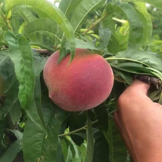 云南特早熟毛桃红宝石红不软大量上市脆甜多汁基地直供量大价优