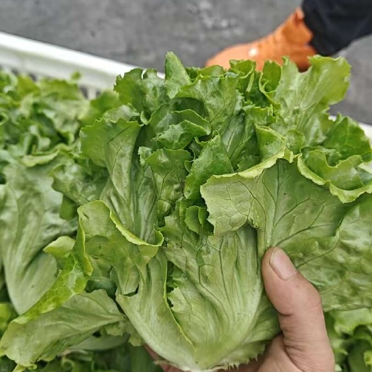 江苏精品意大利生菜水嫩现摘清脆爽口产地直供保质保量