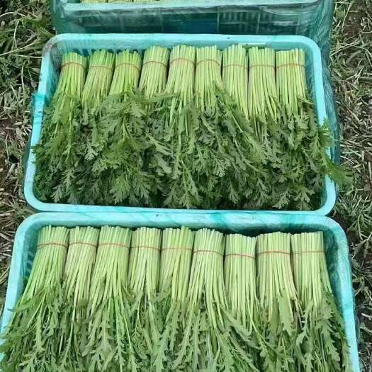 南通江苏精品茼蒿产地现摘现发口感脆嫩无农残诚信代收保质保量