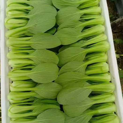 精品上海青青菜小白菜现摘现发江苏常年直供一手货源稳定