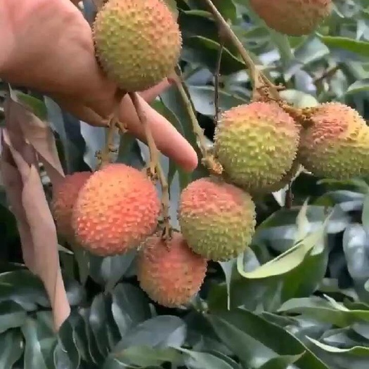 高州市批发茂名高州荔枝糯米糍荔枝电商一件代发 代办代发 达人对接
