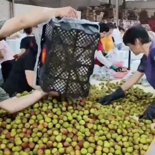 高州市批发荔枝茂名高州桂味荔枝电商一件代发 代办代发 达人对接