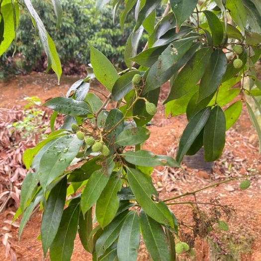 灵山县预售广西灵山桂味荔枝6月中旬上市软枝精挑果邮政冷链一件代发