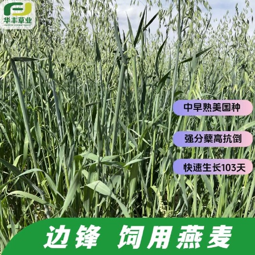 边锋燕麦种子-中早熟 强分蘖高抗倒 快速生长105天