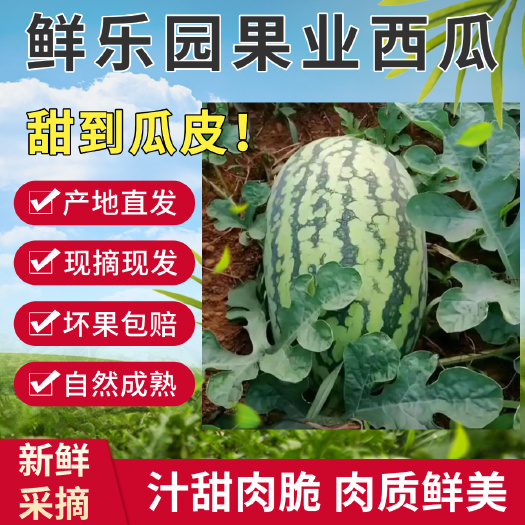 扶绥县广西绿裳西瓜正宗冰糖麒麟西瓜香甜应季现摘甜王8424有籽