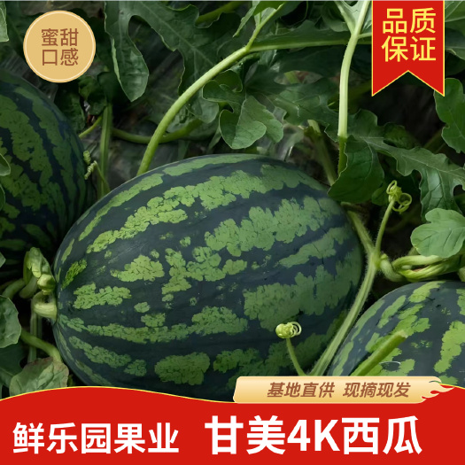 扶绥县头茬广西甘美4K西瓜战神西瓜新鲜水果软薄皮西瓜