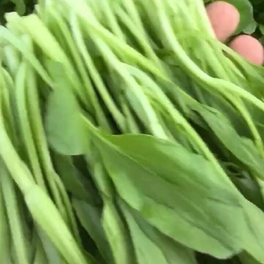 带根 削根各种菜苗 鸡毛菜