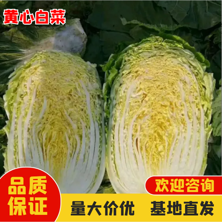 春季黄心大白菜  提供代收 产地直发 批发商采购商