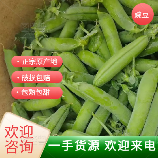 楚雄元谋县新鲜甜豌豆产地直发当天采摘现摘现发