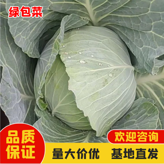 奥奇娜扁包菜 基地直供  耐运输个头匀称