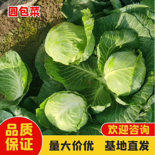 绿包菜  园甘蓝   提供代收 产地直发 批发商采购商