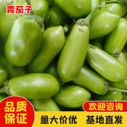 青茄  青皮茄子