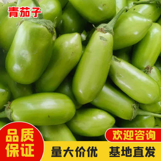 新野县青茄  青皮茄子
