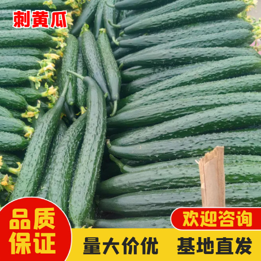 新野县河南南阳新鲜刺黄瓜 产地直发 当日采摘 嫩绿爽脆