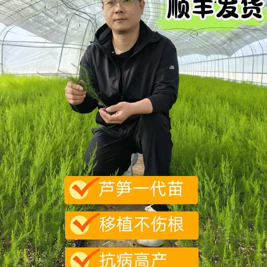 单县芦笋根苗现挖新芦笋苗四季种植可食用田园秧苗盆栽四季芦笋种籽子