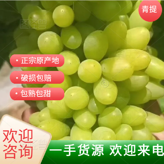 元谋县楚雄元谋县新鲜葡萄产地直发现摘现发葡萄果品