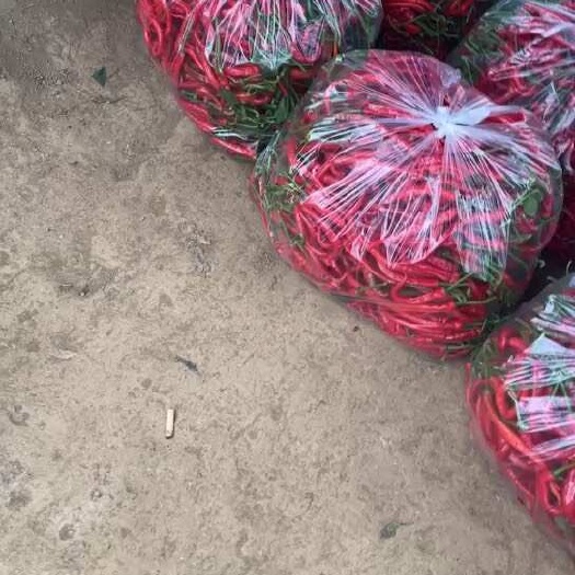 宁都县螺线椒