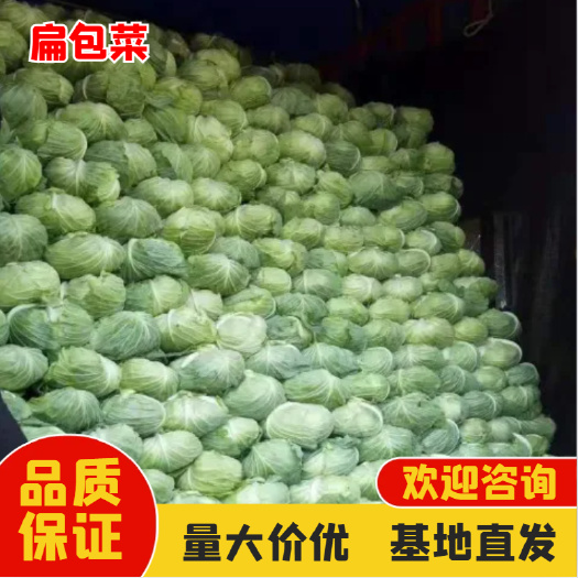 新野县奥奇娜   扁包菜加工厂 市场都有货 颜色绿 耐运输