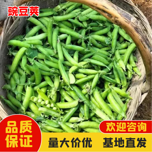 新野县河南豌豆荚，青豌豆，基地大量直供，市场货，电商货，工厂货