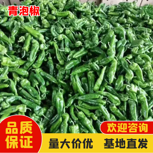 青泡椒  辣椒301 提供包装 箱装