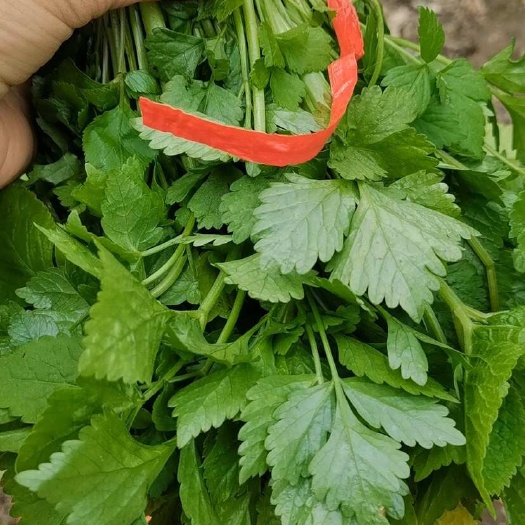 清原县东北山野菜大叶芹产地辽宁清原产地直发现拔现卖大叶芹批发为主