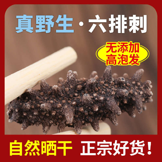 【纯淡干海参】22倍高泡发率 自然风干可保存10年