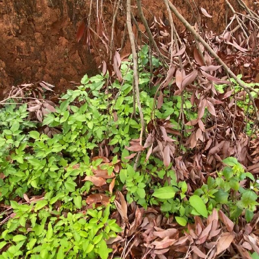 灵山县桂味荔枝，相约6月，让我们开启一场甜蜜之旅吧…