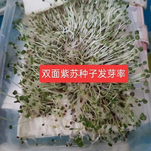 安国市双面紫苏子  紫苏种子  药食两用 包邮