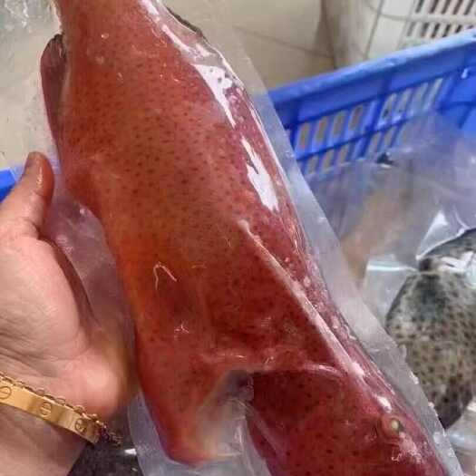 深圳印尼东星斑