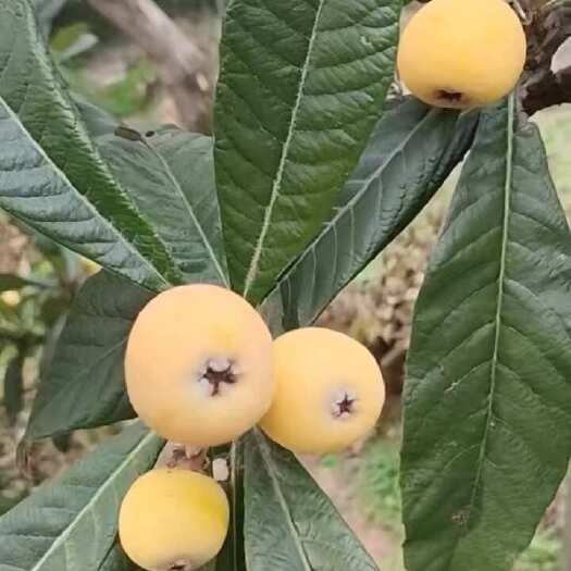 江苏苏州吴中区东山白玉枇杷现摘现发当季水果批发零售