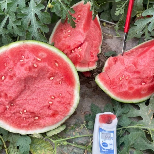 夏邑县万亩基地美都西瓜 ～麒麟西瓜～冰糖子～早春红玉西瓜大吨位供应