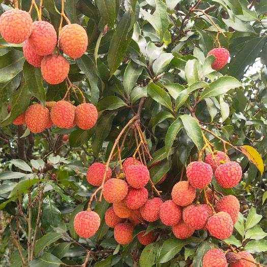 茂名高州白糖罂荔枝果园直发现货京东冷链支持一件代发