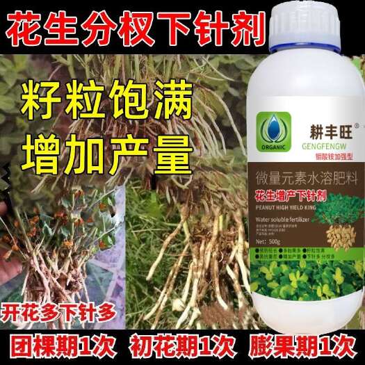 郑州花生分杈下针多花生高产用开花多下针多粒粒饱抗病增产花生下针多