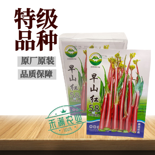 武汉正宗武汉红菜苔种子洪山菜苔种籽早熟秋季菜种籽紫红抗病冬季秋播