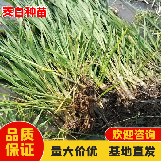 茭白种苗 一手货源 诚信经营