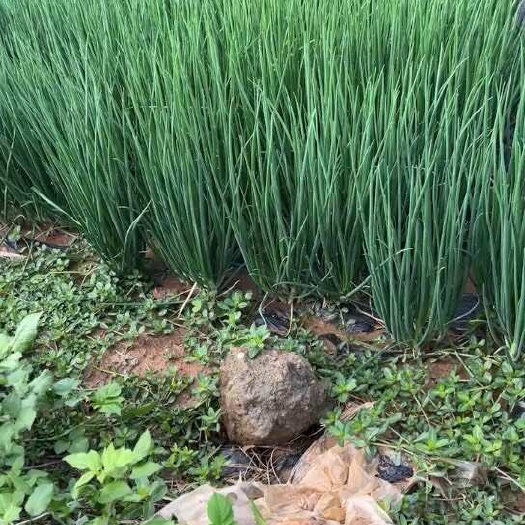 宜良县白铁杆