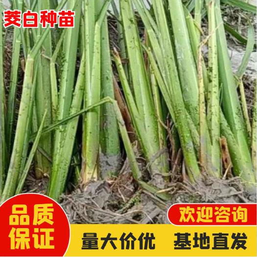 九江港奥蔬菜基地 茭白苗 专业新田苗 基地直发 量大从优