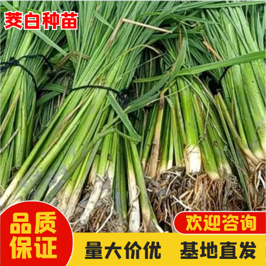 九江港奥蔬菜基地 茭白苗 大面积种植户合作包种苗，包技术