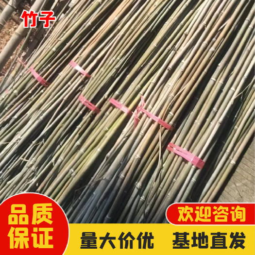 优质，老山竹子，钢竹，各种竹苗岀售，基地直发，量大优惠