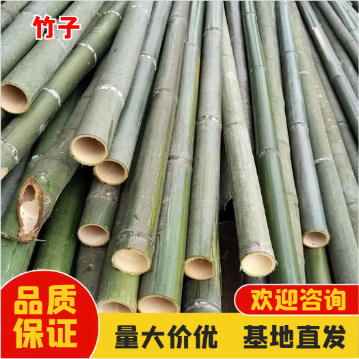 修水县竹子 实心竹 大量有货