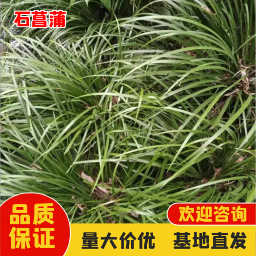 修水县石菖蒲大量供应，一手货源，价格优惠