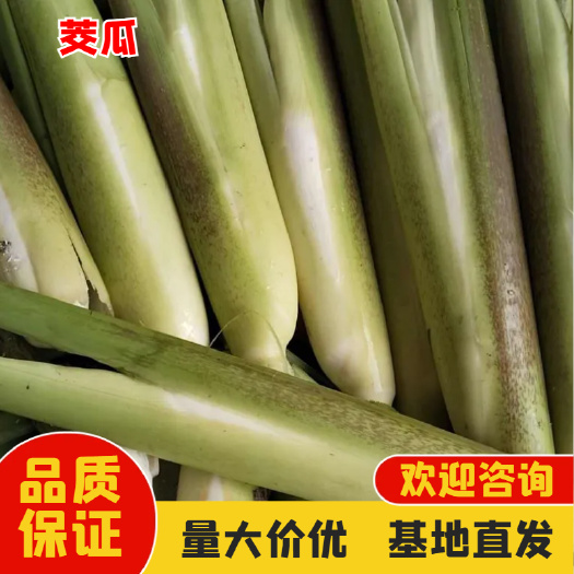 茭白 当日采摘 水生蔬菜批发
